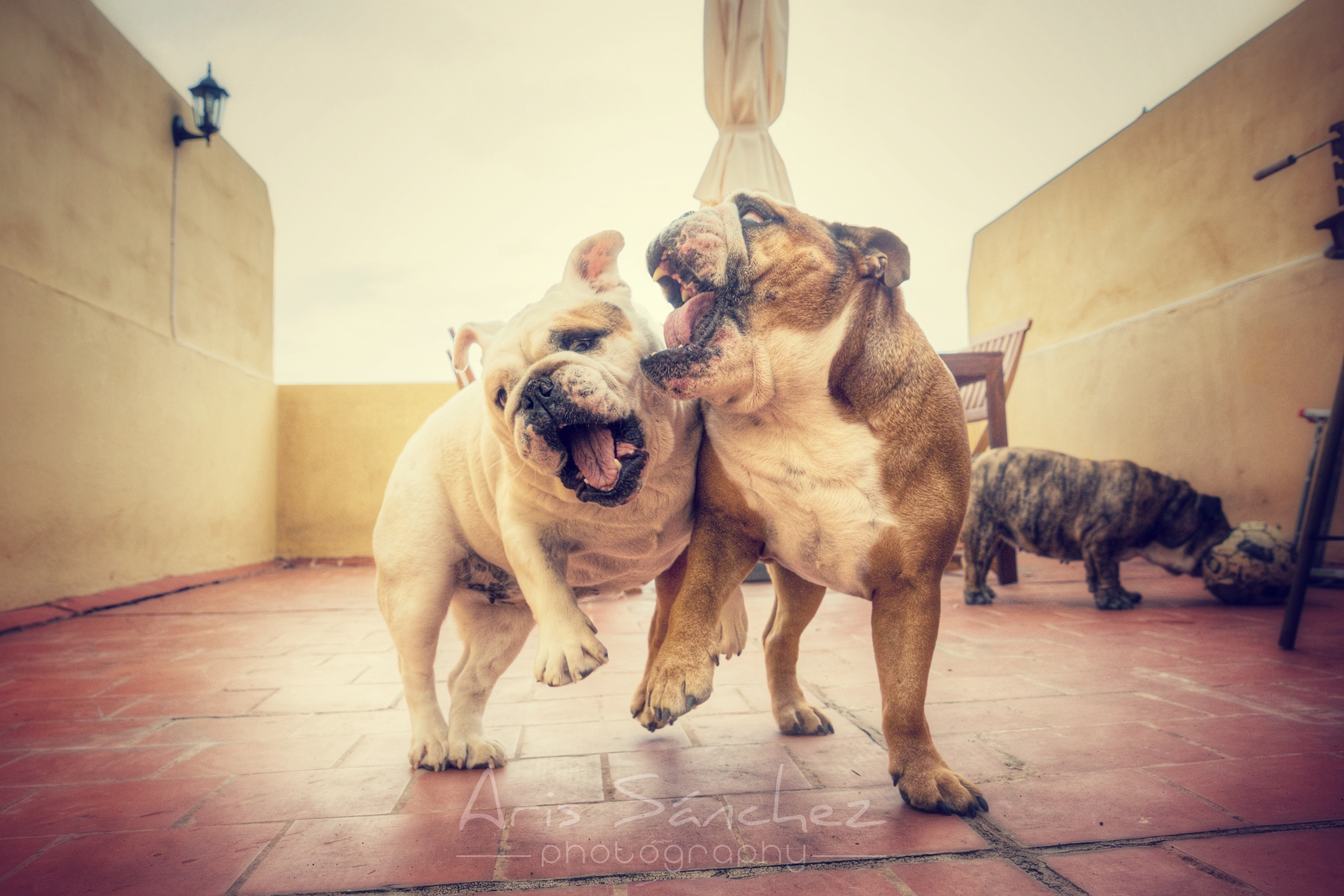 Two Dogs Play-Fighting
